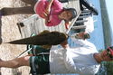 Report from Brian Egan 26th December 2010 from Mallacoota     *  Caught at 1 pm on 22/12     * Bait: live mullet     * Weight: 4.52 kg (10 lb.)     * Length: 90 cm     * Released after photos were taken  (a great feeling)     * Gear: $10 kids rod (yellow)